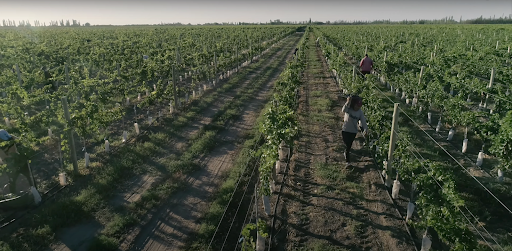 Vendimia 2024: Una cocecha prometedora para el Oasis Sur mendocino y General Alvear